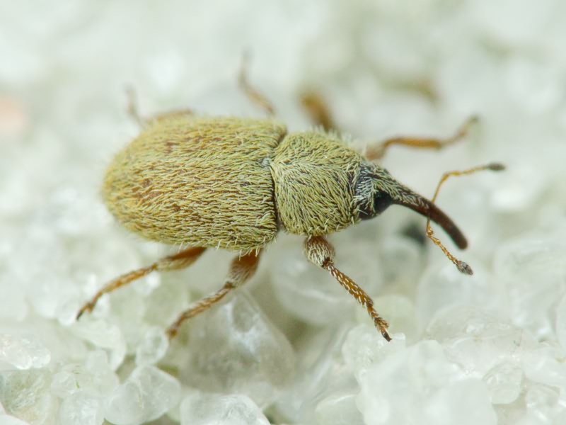 Mecinus ictericus (Gyllenhal, 1838)